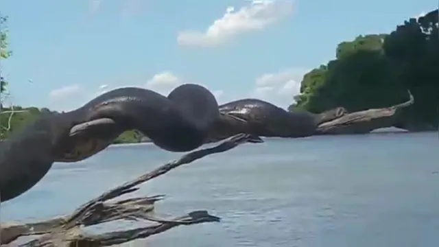Imagem ilustrativa da notícia Pescador encontra cobra gigante tomando banho de sol. Veja o vídeo!