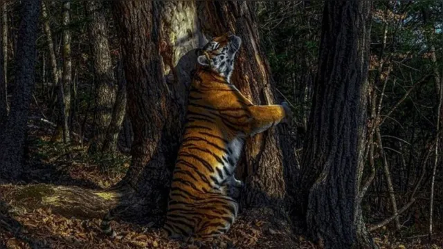 Imagem ilustrativa da notícia Imagem de tigre 'abraçando' árvore vence concurso mundial de fotografia, veja!