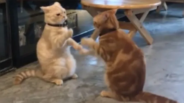 Imagem ilustrativa da notícia Prrrrr... Gatos brigando na luta mais hilária que você vai ver