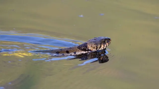 Imagem ilustrativa da notícia Cobra é flagrada tentando devorar peixe em lago, veja o vídeo!