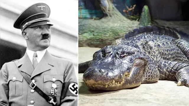 Imagem ilustrativa da notícia 'Jacaré de Hitler' é empalhado e será exposto em zoológico 