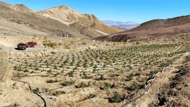 Imagem ilustrativa da notícia Polícia descobre plantação de maconha no meio do deserto, veja! 