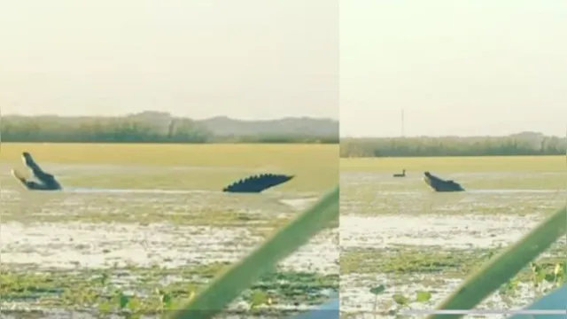 Imagem ilustrativa da notícia Pescadores flagram crocodilo gigante devorando patos em lagoa, veja o vídeo!