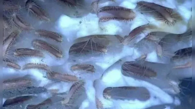 Imagem ilustrativa da notícia Cientistas descongelam e ressuscitam vermes pré-históricos de 40 mil anos