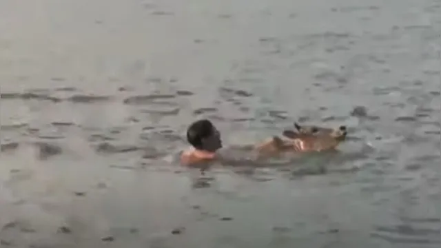 Imagem ilustrativa da notícia Homem pula no mar para salvar bezerro que fugiu; assista