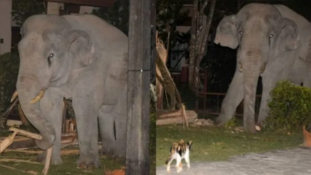 Imagem ilustrativa da notícia Gato bota elefante de 4 toneladas para correr após gigante invadir quintal; veja!