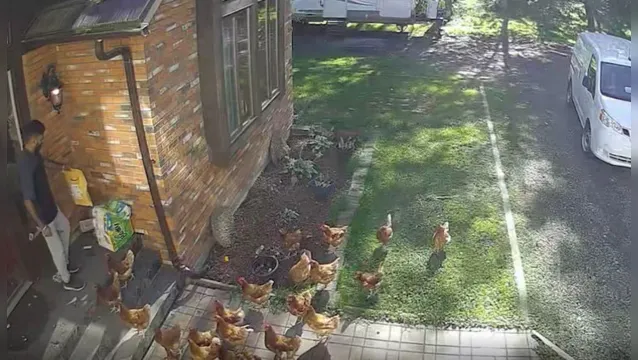 Imagem ilustrativa da notícia Funcionário de empresa é 'atacado' por galinhas durante entrega de mercadoria