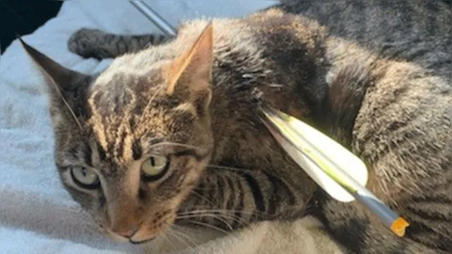 Imagem ilustrativa da notícia Polícia procura criminoso que alvejou gato com uma flechada