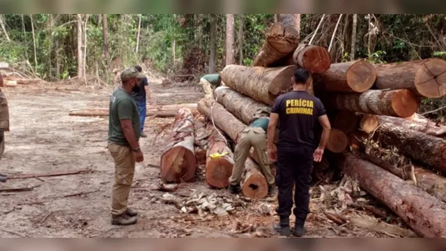 Imagem ilustrativa da notícia Operação 'Amazônia Viva' apreende madeira ilegal no Pará