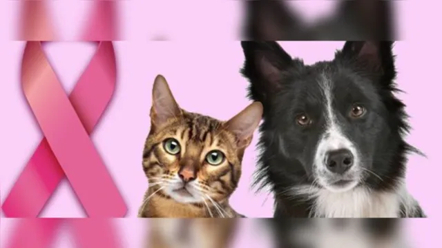 Imagem ilustrativa da notícia Outubro Rosa Pet: câncer de mama também atinge animais?