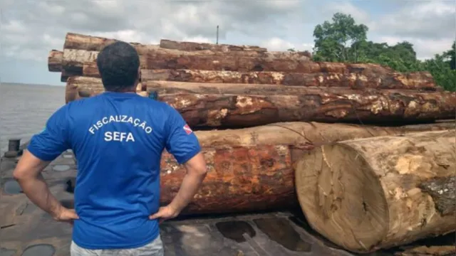 Imagem ilustrativa da notícia Sefa apreende mais de 1.500 m³ de madeira no Marajó  
