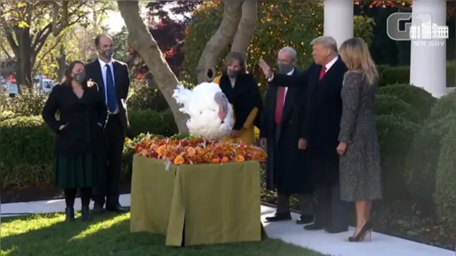 Imagem ilustrativa da notícia Trump 'perdoa' peru Corn às vésperas do Dia de Ação de Graças