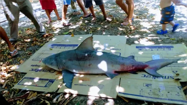 Imagem ilustrativa da notícia Tubarão azul é encontrado em praia paraense e imagens viralizam