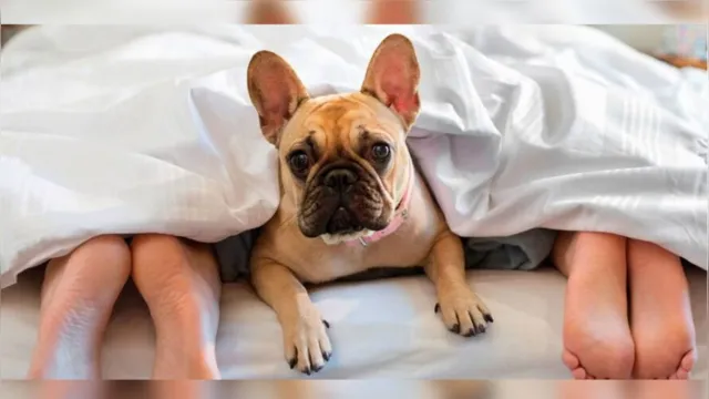 Imagem ilustrativa da notícia Dormir com o cachorro na cama faz mal? Depende de cada caso