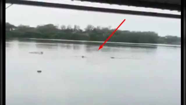 Imagem ilustrativa da notícia Crocodilo devora idoso que nadava em lagoa; veja o vídeo