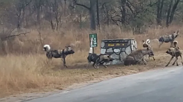Imagem ilustrativa da notícia Hiena protege filhote de cinco cães selvagens e viraliza; veja o vídeo