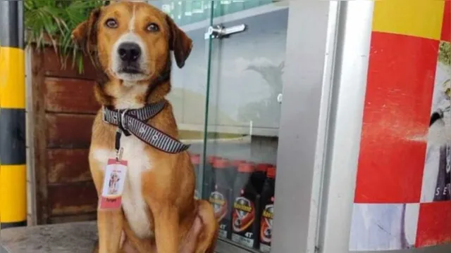 Imagem ilustrativa da notícia Cachorro é adotado e ganha crachá em posto de gasolina