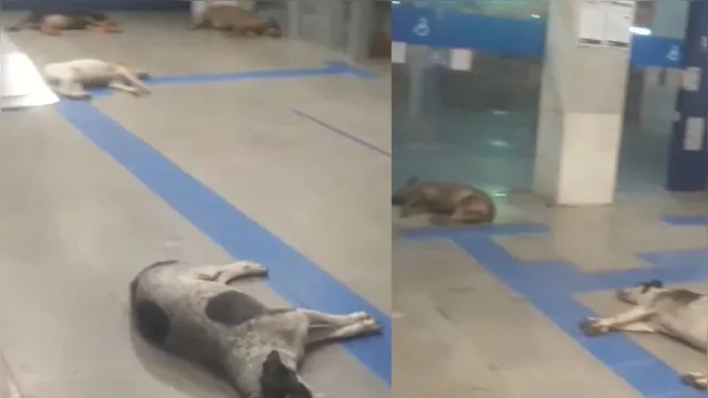 Imagem ilustrativa da notícia Que calor! Cachorros "invadem" banco para cochilar no ar-condicionado; veja o vídeo