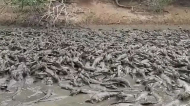 Imagem ilustrativa da notícia Vídeo: jacarés ficam aglomerados em açude seco no Pantanal