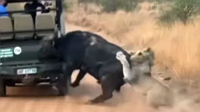 Imagem ilustrativa da notícia Búfalo é atacado por leões, foge e colide com carro; veja o vídeo!