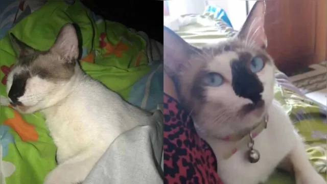Imagem ilustrativa da notícia Tutora pede ajuda e oferece recompensa para encontrar gato desaparecido