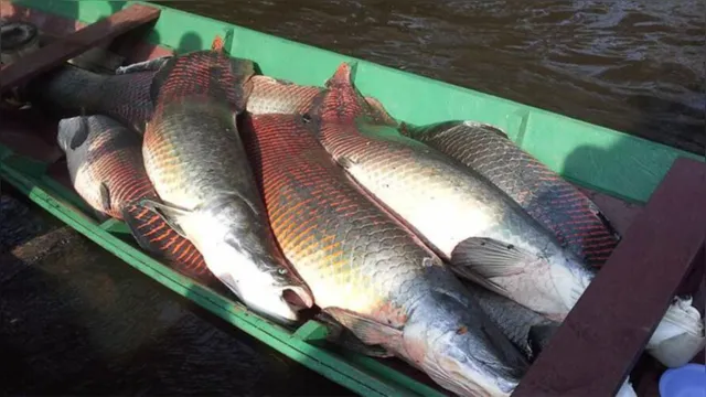 Imagem ilustrativa da notícia Proibida a pesca do pirarucu e outros peixes no Pará; veja
na coluna Mauro Bonna!