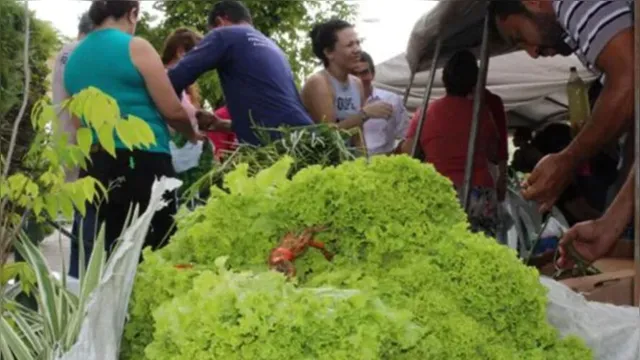Imagem ilustrativa da notícia Emater promove Feira da Agricultura Familiar em Marituba
