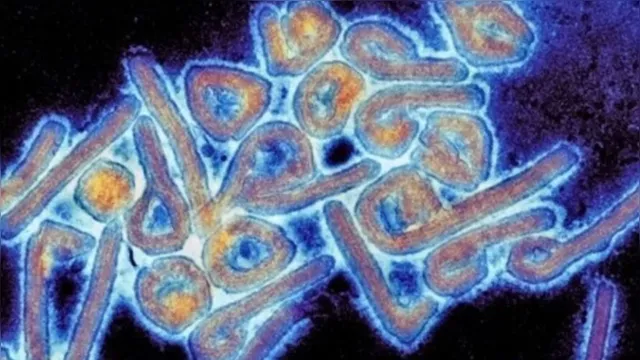 Imagem ilustrativa da notícia "Ainda temos muito a investigar", diz virologista sobre vírus mortal encontrado na Bolívia