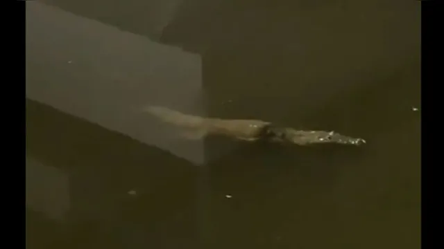 Imagem ilustrativa da notícia De boa na lagoa: crocodilos invadem ruas após inundações; veja o vídeo!