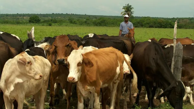 Imagem ilustrativa da notícia Abatimento de vacas aumenta o preço da carne no Pará;
entenda na coluna Mauro Bonna!