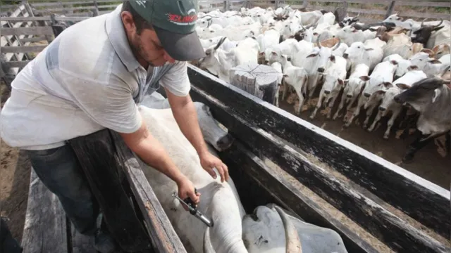 Imagem ilustrativa da notícia Recorde: Pará consegue vacinar mais de 99% do gado do estado
