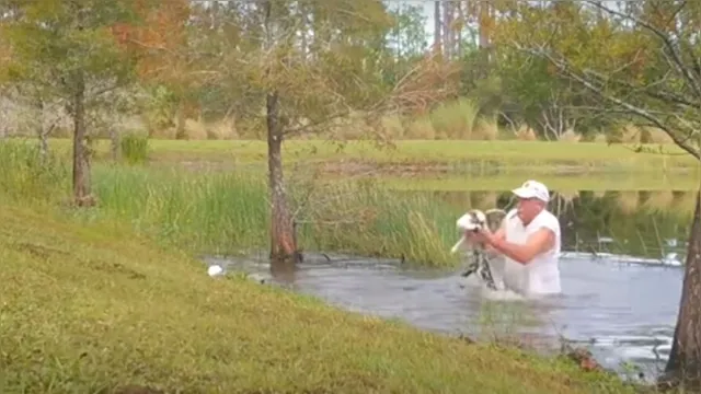 Imagem ilustrativa da notícia Idoso luta contra crocodilo para salvar cão sem deixar o charuto cair da boca; veja o vídeo
