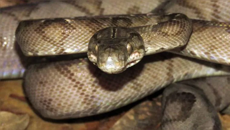 Imagem ilustrativa da notícia Serpente semelhante a jararaca é encontrada no Parque do Utinga