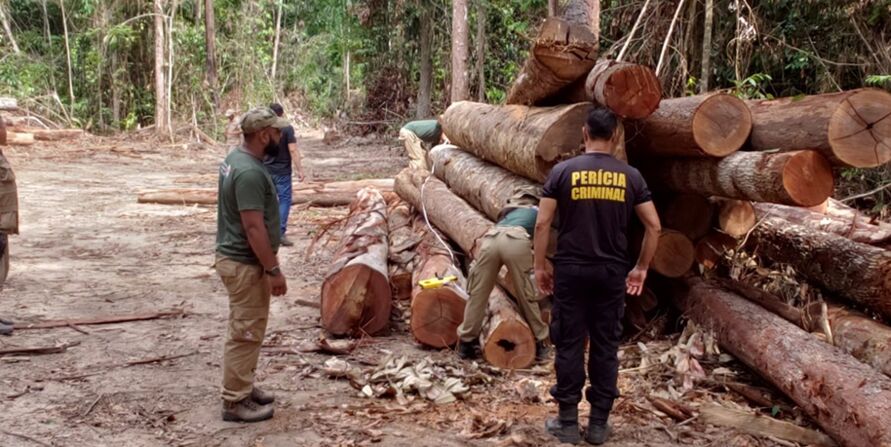 Foram apreendidos cerca de 100 toras de madeira ilegal durante a ação. 
