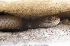A cobra era da espécie Pseudonaja affinis.