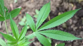 Imagem ilustrativa da notícia Cartilha
do ministério de Damares diz que não existe maconha medicinal