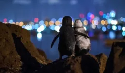 Imagem ilustrativa da notícia Foto de pinguins viúvos se consolando ganha prêmio ano