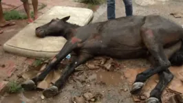 Cavalo ferido e agonizando não resistiu ao abandono e morreu no último sábado (2)