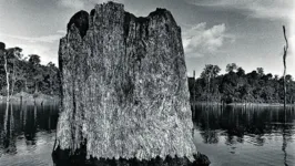 Imagem da exposição “O Lago do Esquecimento”, em que a artista observa os impactos da hidrelétrica de Tucuruí 