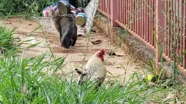 Os vizinhos chegaram a registrar um boletim de ocorrência na delegacia por ficarem incomodados com o animal. 