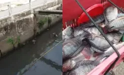 Imagem ilustrativa da notícia Grupo pesca tilápias em canal da Pedreira e vídeo viraliza; assista!