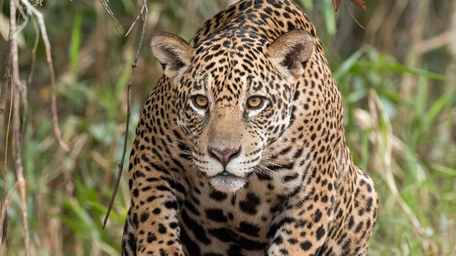 Imagem ilustrativa da notícia: Pesquisadores registram onça matando jaguatirica em luta por território, veja! 