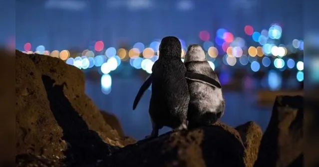 Imagem ilustrativa da notícia Foto de pinguins viúvos se consolando ganha prêmio ano