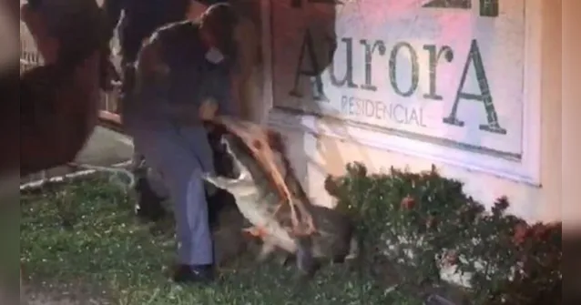 Imagem ilustrativa da notícia Vídeo: jacaré ataca bombeiro durante resgate em condomínio