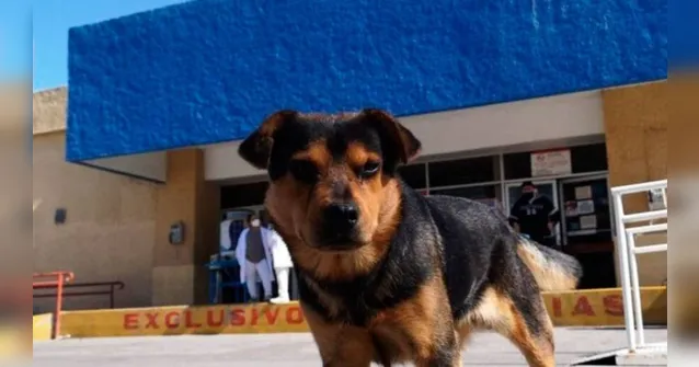 Imagem ilustrativa da notícia Cão espera na porta de hospital há um mês por dono que morreu de covid-19