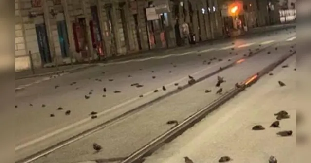 Imagem ilustrativa da notícia Queima de fogos deixa centenas de pássaros mortos pelas ruas
