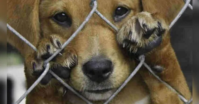 Imagem ilustrativa da notícia Cães são resgatados e donos indiciados por maus-tratos em Belém