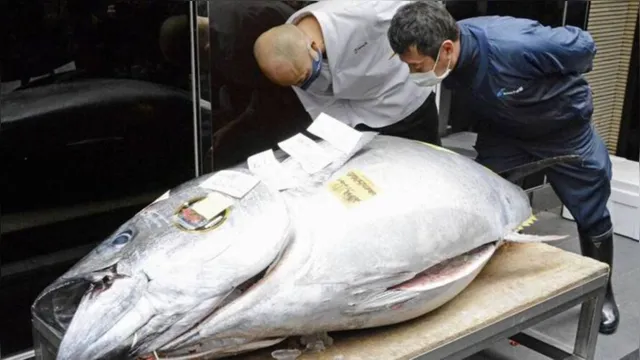 Imagem ilustrativa da notícia Atum de 200 kg é leiloado por mais de R$ 1 milhão no Japão, veja!