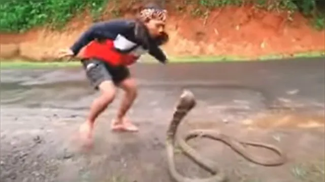 Imagem ilustrativa da notícia Mulher captura serpente mais venenosa do mundo e quase se dá mal