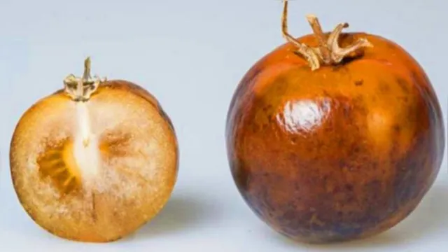 Imagem ilustrativa da notícia Cientistas criam tomate modificado para tratar Parkinson